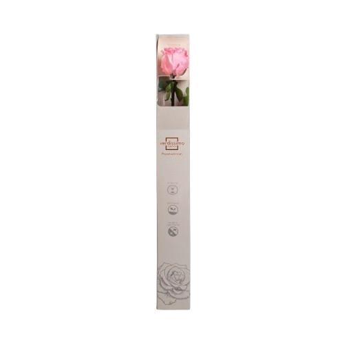 Szálas örökrózsa dobozban 55 cm - PASZTEL PINK