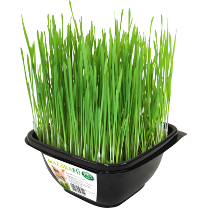 Vega macskafű