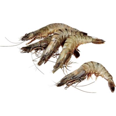 Seacon Black Tiger Garnéla 16-20 HOSO 20% Glazing 1 kg