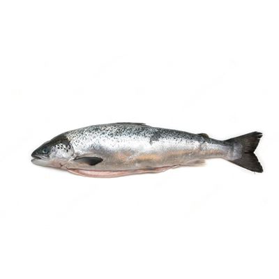 Előhűtött Lazac Egész Kb.5-6 kg