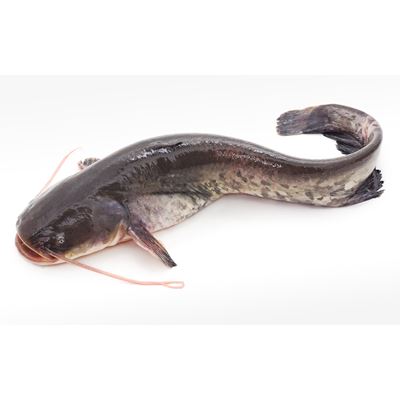 Friss Szürke Harcsa 1 kg