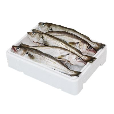 Friss Vékonybajszú Tőkehal