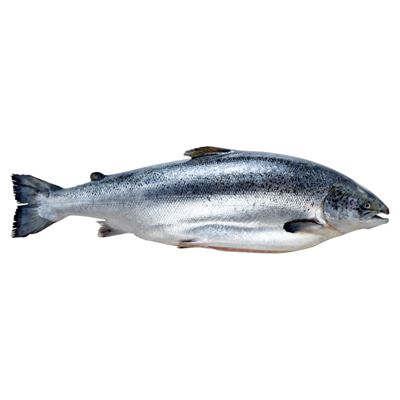 Előhűtött egész lazac zsigerelve 5-6 kg