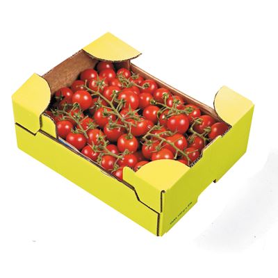 Koktél Paradicsom 2 kg