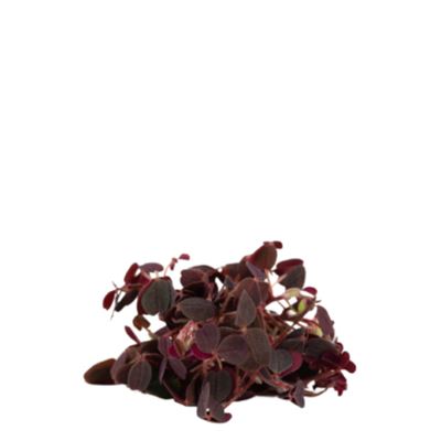 Oxalis Csúcs 30 db/csomag 20 g