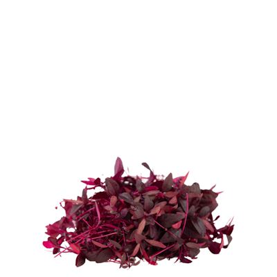 Mikrozöld Amarant 15 g / db