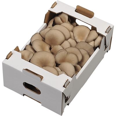 Csokros Laskagomba 500 g