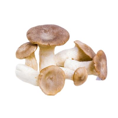 Ördögszekér-Laskagomba 250 g