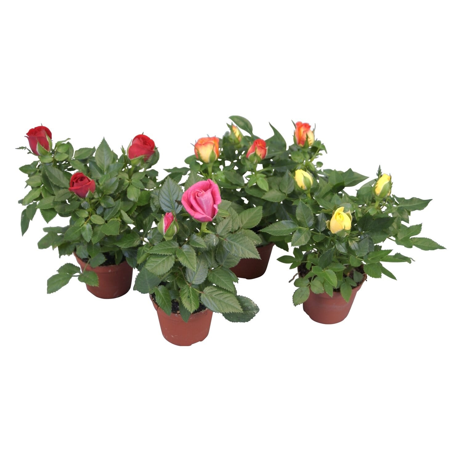 Rózsa mix 12cm